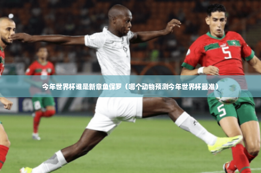 今年世界杯谁是新章鱼保罗（哪个动物预测今年世界杯最准）-第2张图片-体育博彩