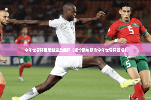 今年世界杯谁是新章鱼保罗（哪个动物预测今年世界杯最准）-第3张图片-体育博彩