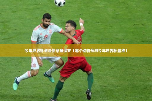 今年世界杯谁是新章鱼保罗（哪个动物预测今年世界杯最准）-第4张图片-体育博彩